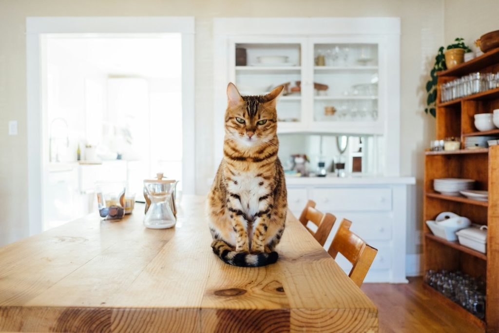 Få bort kattkiss lukt i lägenhet